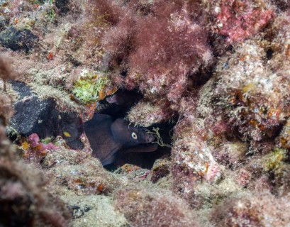 Prince August moray