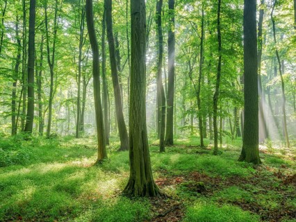 Natural deciduous forest of oaks