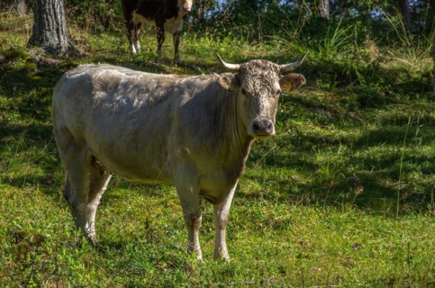 Concept of agroforestry