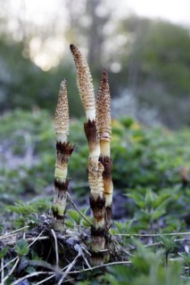 Forest horsetail