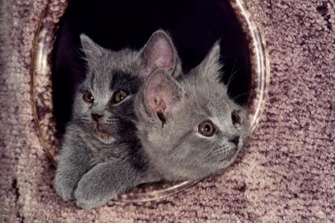Carthusian cat