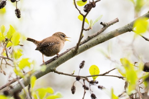 Eurasian wren