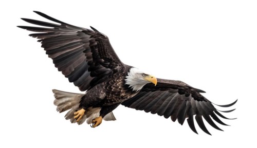 American bald eagle in flight isolated on a white background
