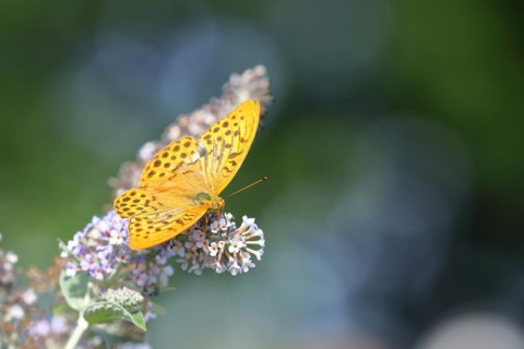 Silver-washed fritillary