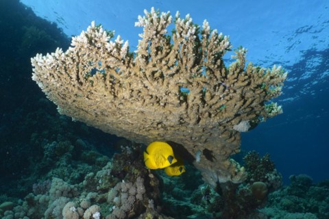 Pharaoh's antler coral