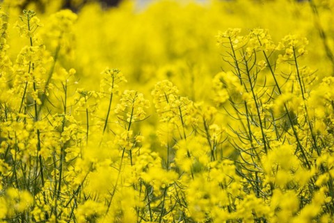 Field with rape