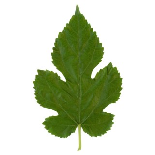White mulberry