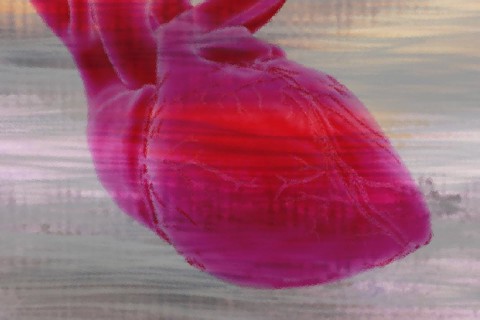 Illustration of a heart The heart