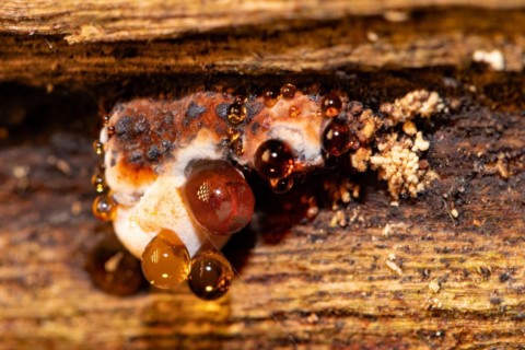 Tree sponge fruiting body with red and orange guttation drops on tree trunk