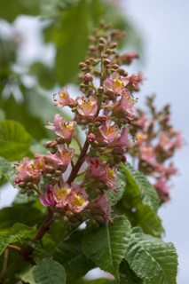 Flower of a Red Horse Chestnut