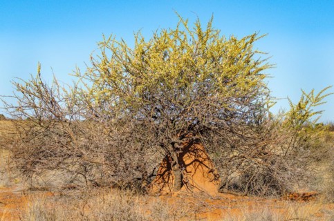 Kalahari