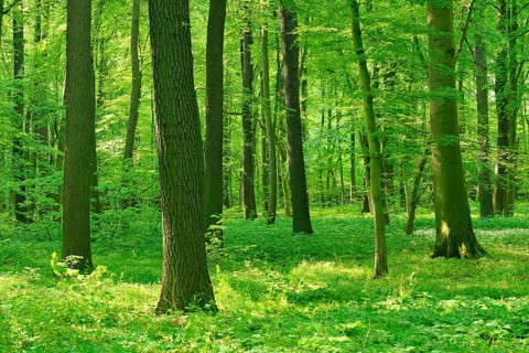 Sunny deciduous forest