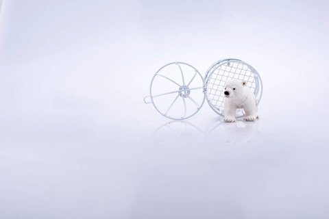 Polar bear cage open to freedom on white background