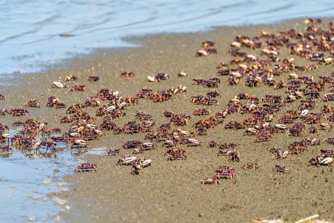 Fiddler crabs on Tanji beach
