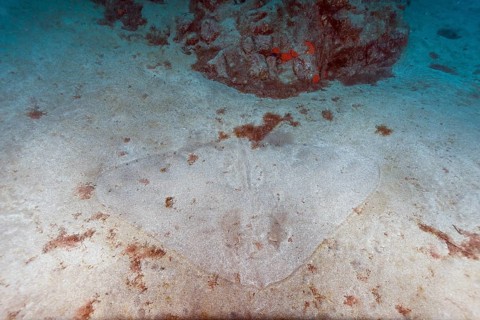 Butterfly ray