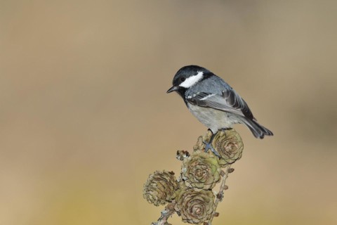 Coal tit