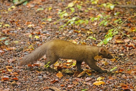 European pine marten