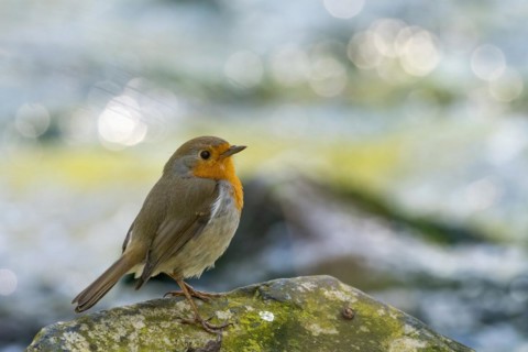 European robin