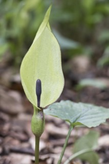 (Arum maculatum), Emsland, Lower Saxony, Germany, Europe