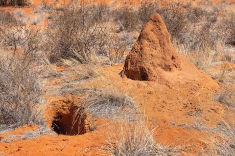 Kalahari