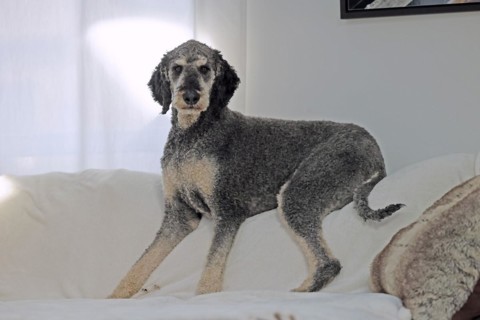 King poodle