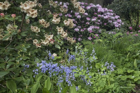 Rhododendron flower
