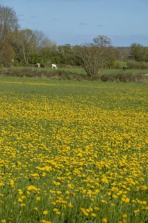 Flower meadow