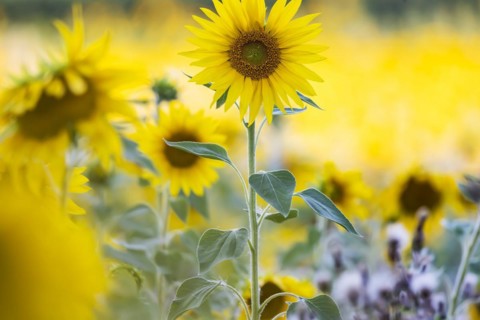 Sunflower