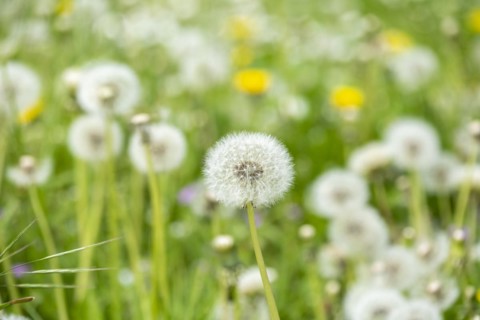 Common dandelion