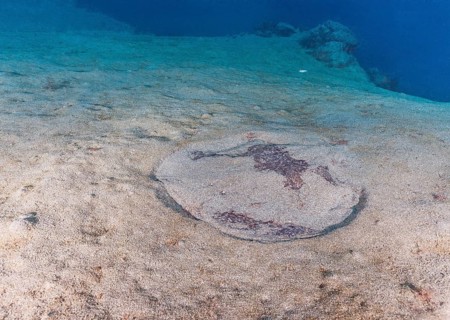 Marbled electric ray