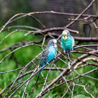Two blue budgies