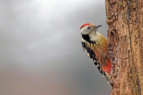 Middle Spotted Woodpecker