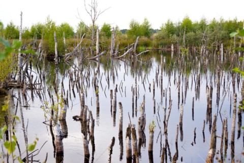Bargerveen nature reserve