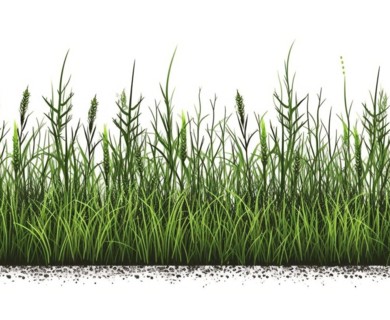 Seamless tileable row of fresh grass on a white background
