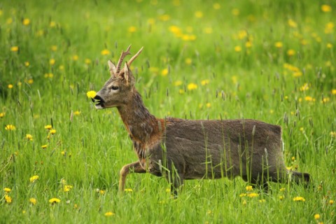 European roe deer