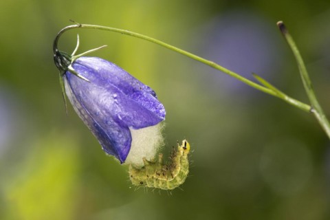Caterpillar of the silver y