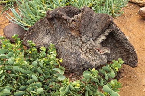 Welwitschia