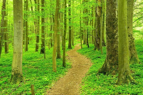 Hiking trail winds through semi-natural beech forest in spring