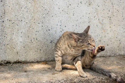 Stray cat in the street