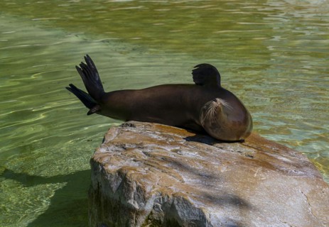 California sea lion