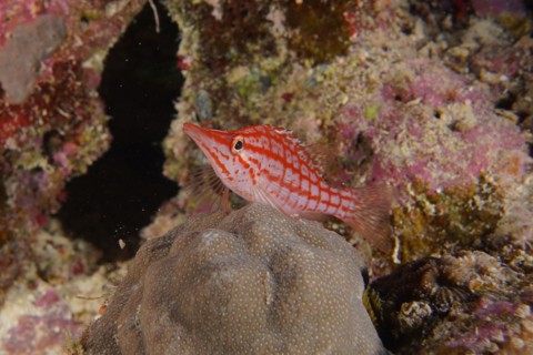 Longnose hawkfish