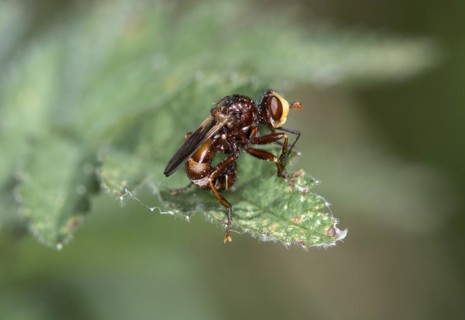 Common broad-headed blowfly