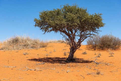 Kalahari