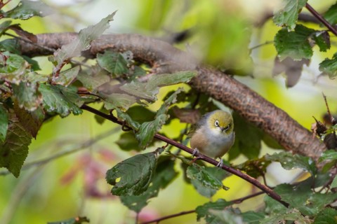 Silvereye