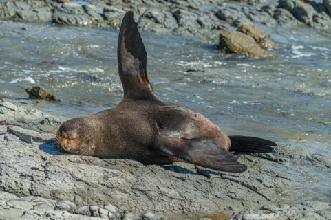 New Zealand fur seal