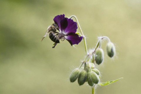 Honey bee