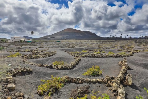 Vineyard in the volcanic landscape with view near Montana Blanca