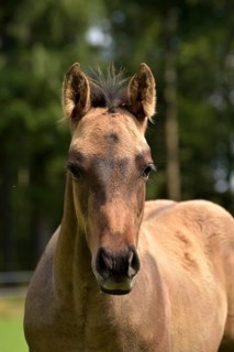 Foal of the Western horse breed American Quarter Horse in the pasture