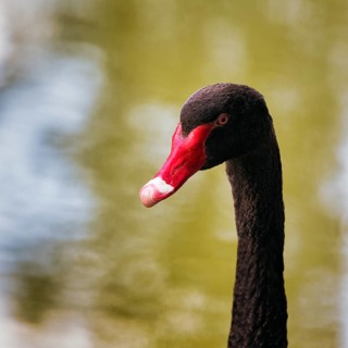 Black swan