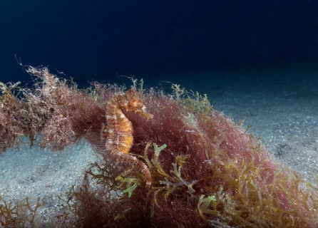 Short-snouted seahorse